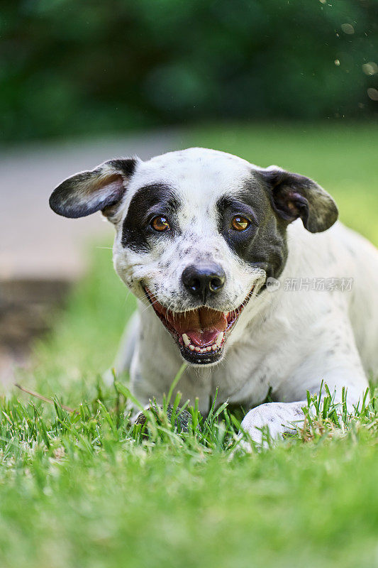 斑点混血狗在家里的院子里对着相机微笑