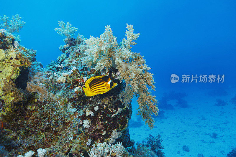 红海条纹蝴蝶鱼鱼和带刺的海藻，火珊瑚水下海洋生物珊瑚礁水下照片水肺潜水员的观点