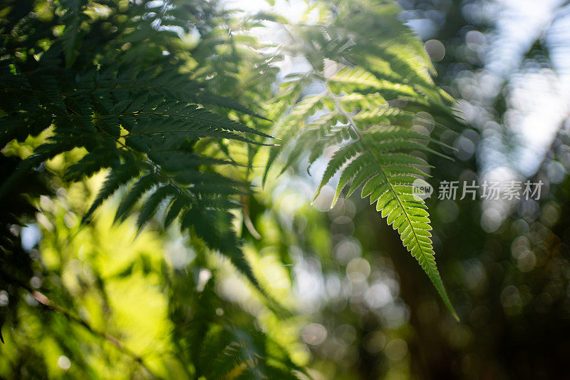 丛林蕨类植物被太阳背光照亮，背景模糊