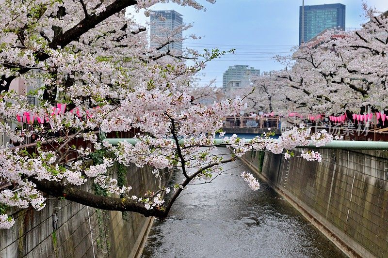 东京目黑河边的樱花节:花见季节最受欢迎的景点之一