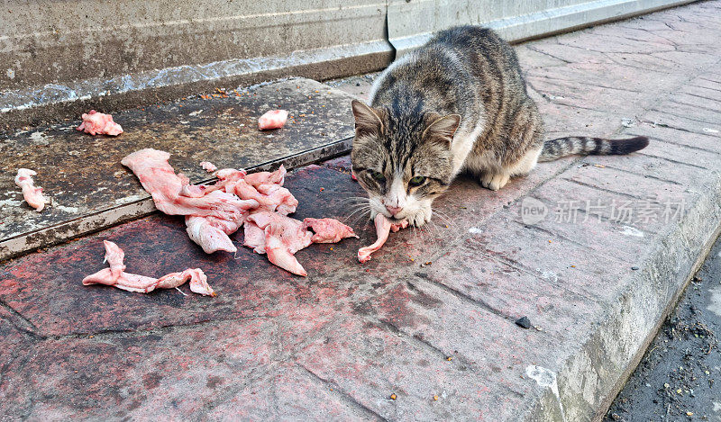 饥饿的流浪猫在城市街道上吃食物或肉