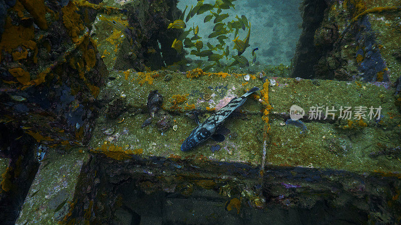 在人工珊瑚礁上熟睡的石斑鱼的水下照片