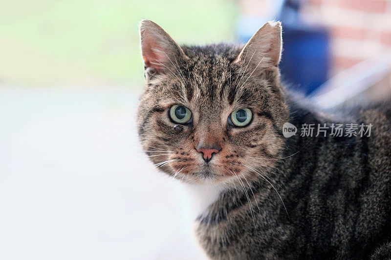 花园里的野猫