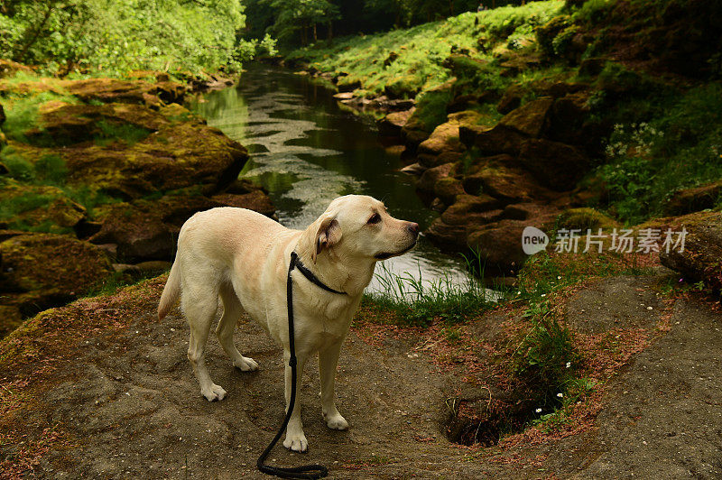 拉布拉多寻回犬