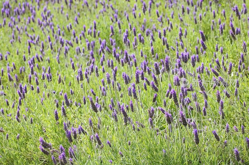 薰衣草田自然格局-花坛花园休闲景观