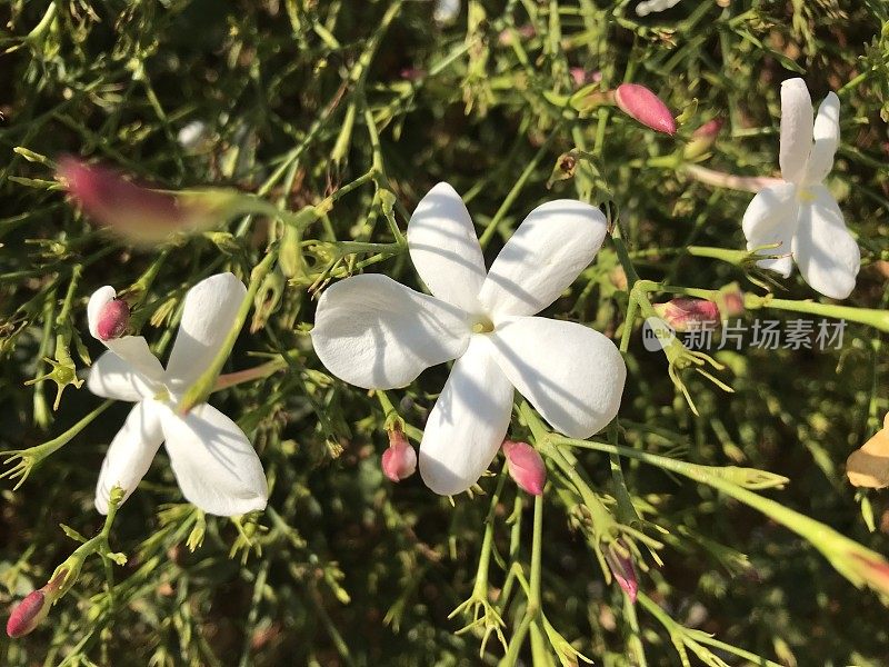 白色的茉莉花在盛开