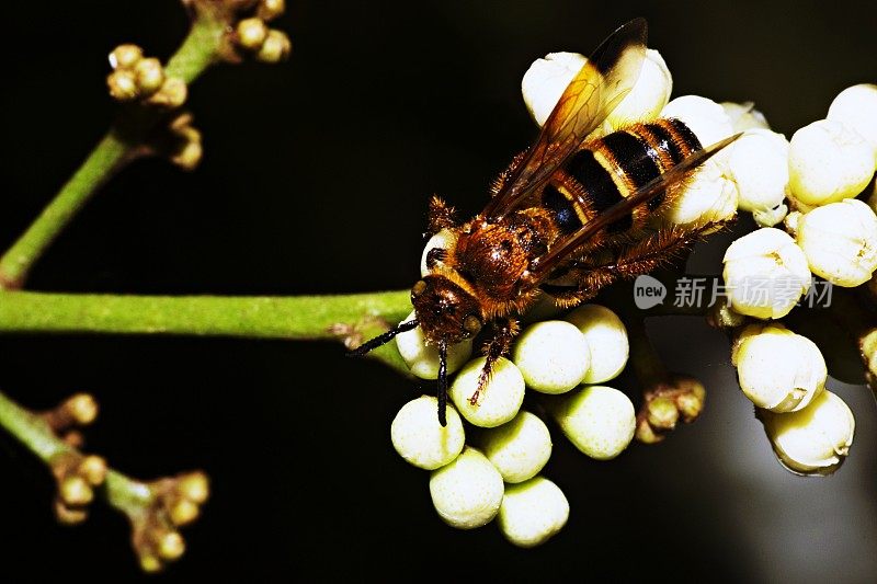 蜜蜂在白花上。