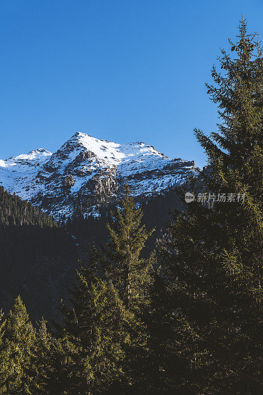 松树后面是雪山的山峰