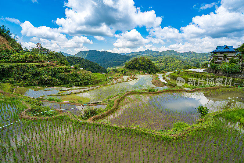 香蕉梯田，伊富高，菲律宾