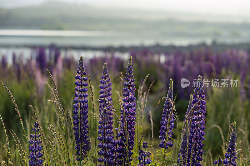 新西兰特卡波湖的Lupins