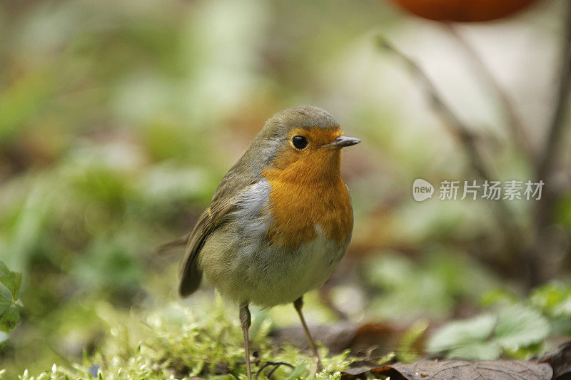 罗宾(红心rubecula)