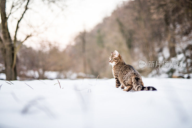 大自然中下雪天的小条纹猫。