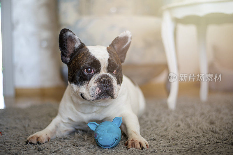 法国斗牛犬小狗玩玩具