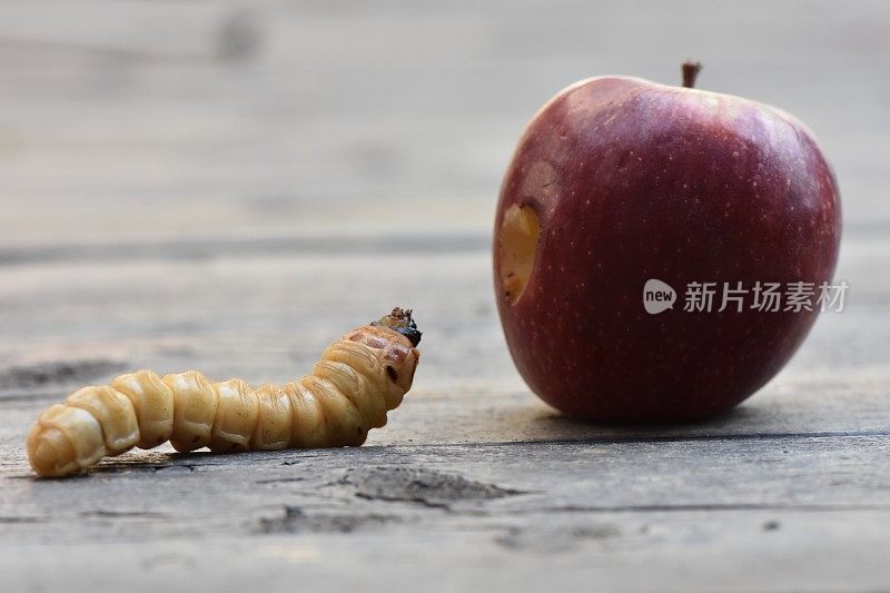 虫子想吃苹果