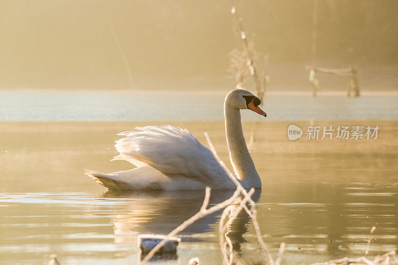 多瑙河的冬季风景——天鹅求爱。