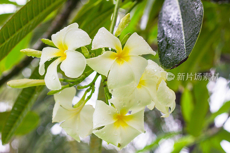 白色鸡蛋花的分支与季风雨滴特写。