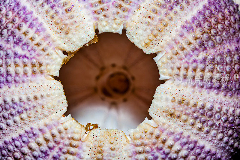 死,依然美丽!紫海胆的贝壳，地中海