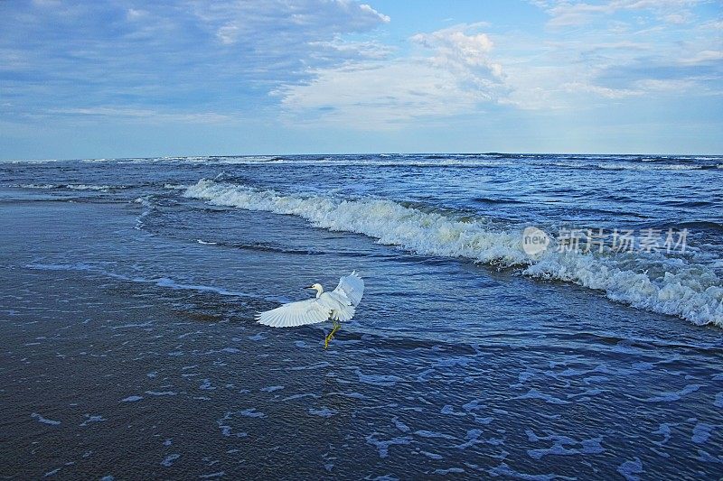 美国南卡罗来纳，黎明时分，苍鹭海鸟带着海浪飞过海滩