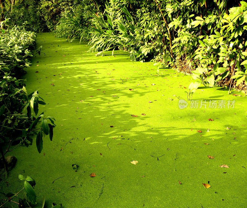 小溪里有绿色的浮萍