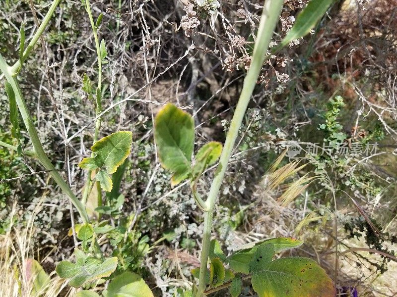 芸苔属植物黑质