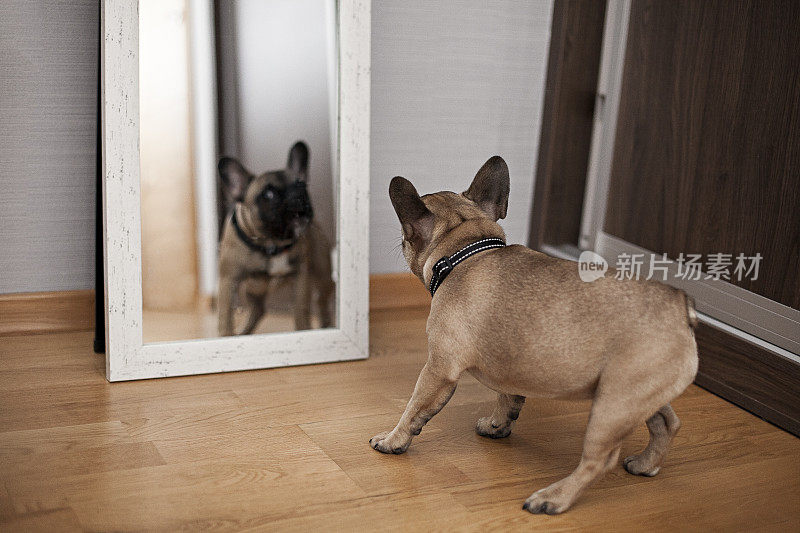 小狗对着镜子里的自己
