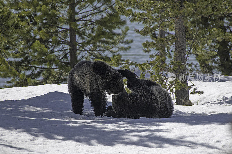 灰熊在雪地里玩耍、打架、摔跤