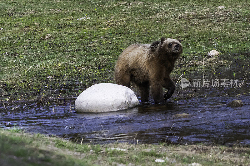 在大提顿国家公园，399岁的灰熊和它的幼崽在水里看着摄像机