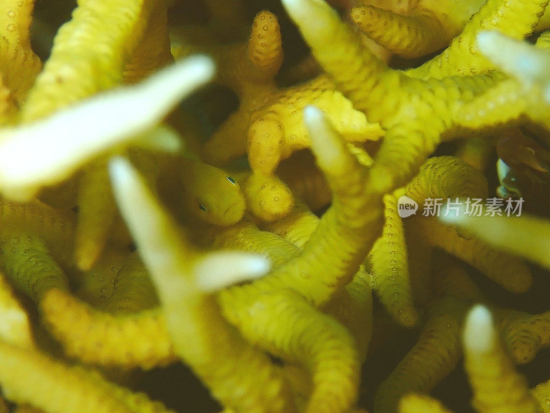 近距离和微距拍摄的黄毛珊瑚虾虎鱼在休闲潜水沙巴州，婆罗洲。