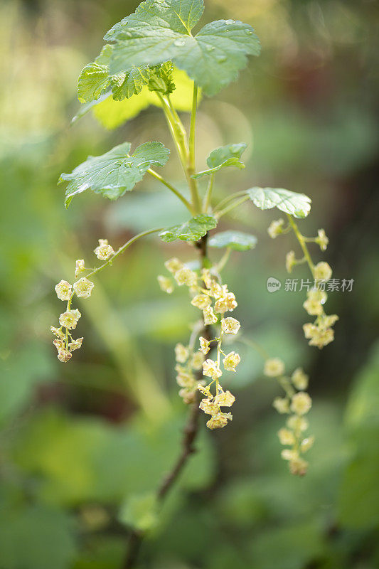 特写的枝与红醋栗花在春天