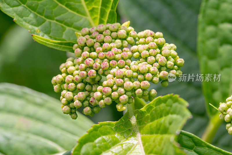 绣球花豆芽