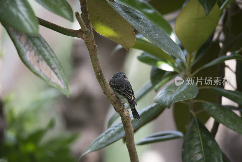 树枝上的长尾反舌鸟