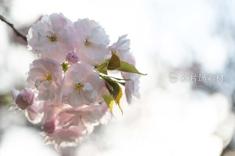 樱花和天空