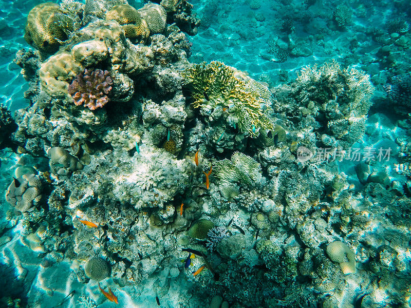 红海中的水下珊瑚礁