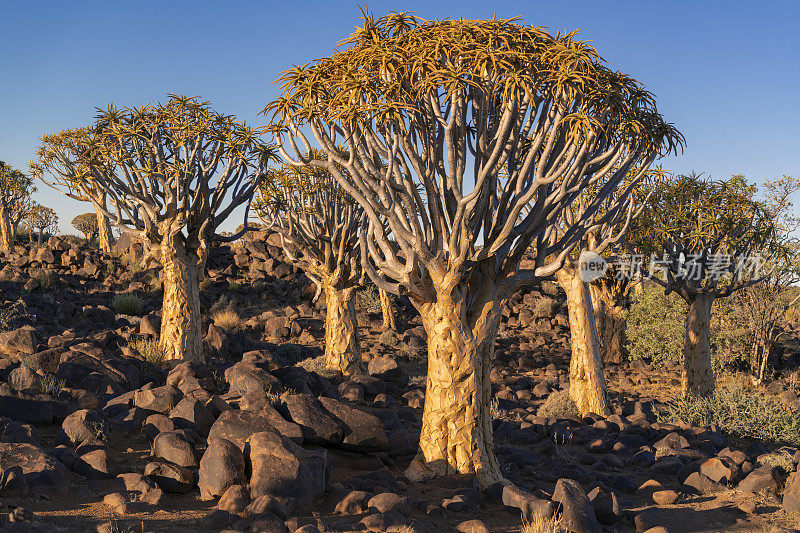 壮丽的集团在箭袋树森林，南纳米比亚