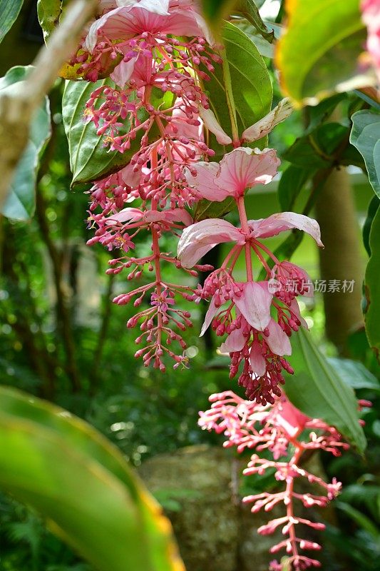 伟大的Medinilla