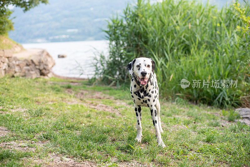 达尔马提亚犬