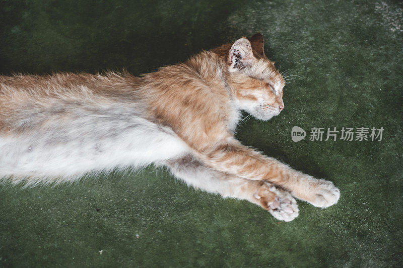 姜猫睡在绿色的地板上