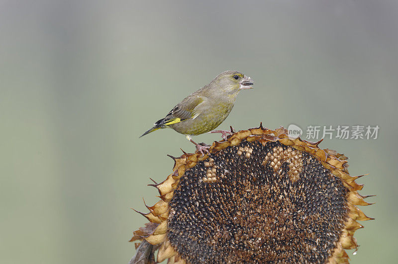 小金翅上的向日葵