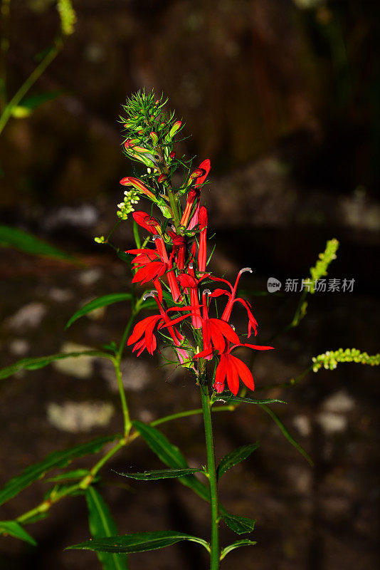 中心的红衣主教花宏与花和芽