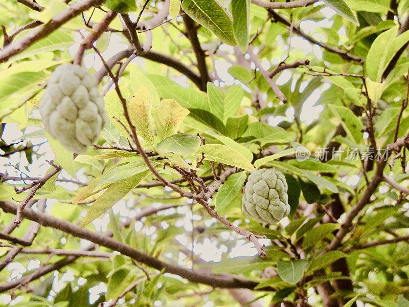 成熟的番荔枝果实在树枝上