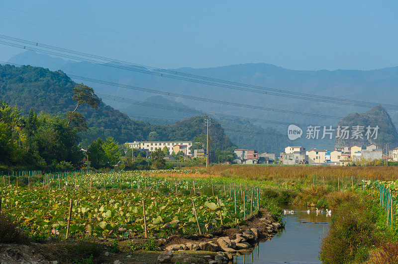 莲花池