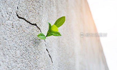 生长在混凝土墙上的小植物