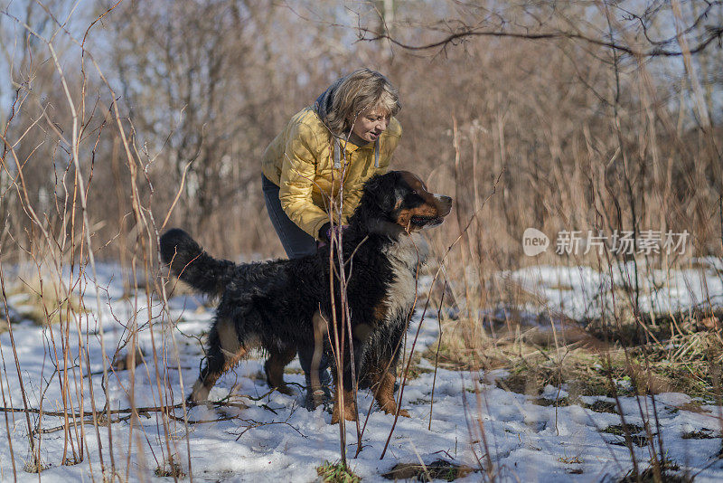 55岁的女性，早春时节在公园遛她的泽嫩猎犬。