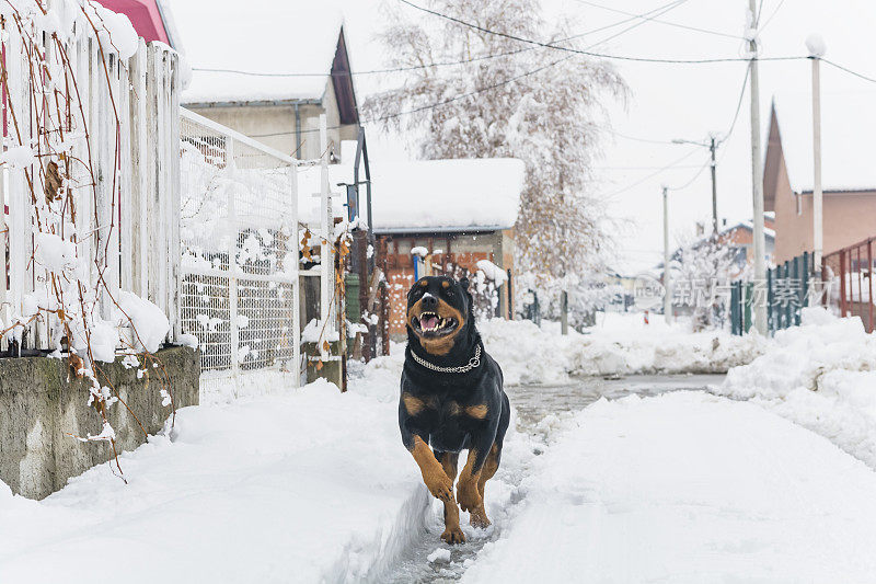 村子里的狗在雪地里玩耍