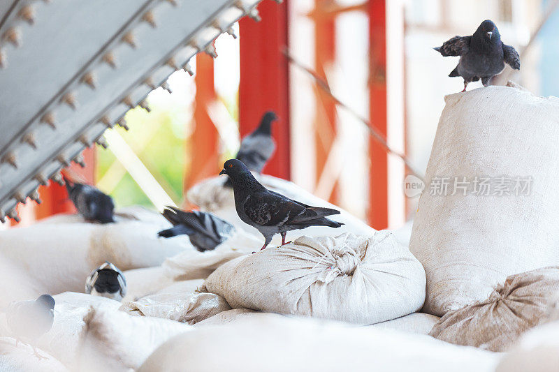 鸽子坐在面粉厂的面粉袋上