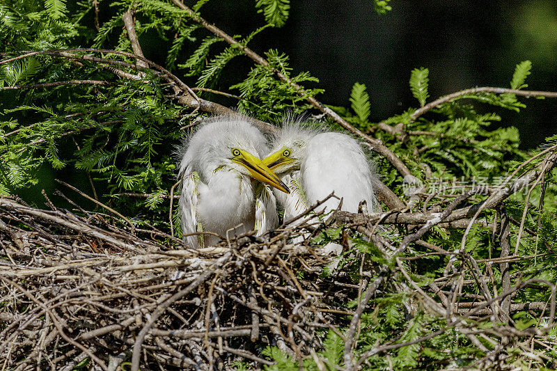 在佛罗里达州基西米附近一个晴朗的四月下午，两只白鹭雏鸟坐在它们的巢里