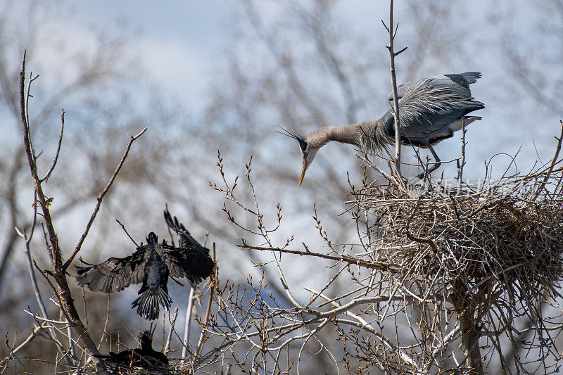 大蓝鹭在观看鸬鹚在春天的活动，筑巢和交配