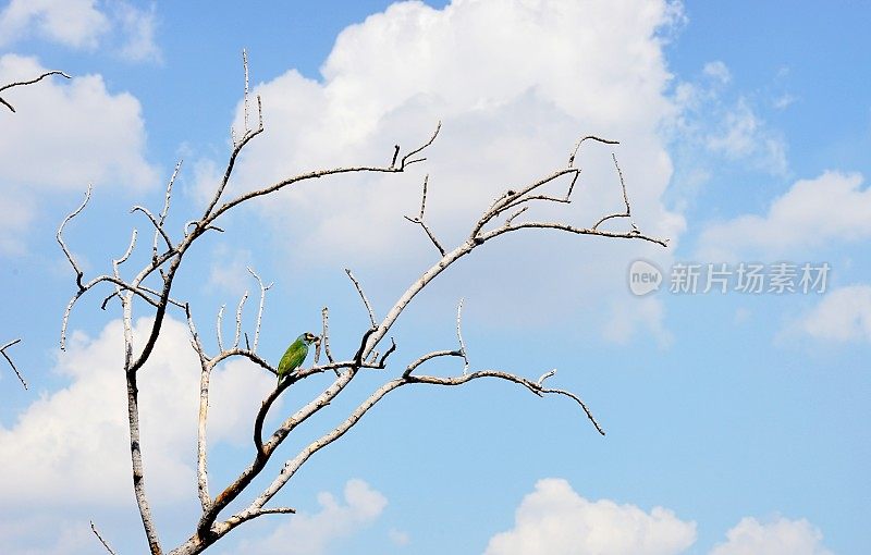 鸟坐在一根枯枝上