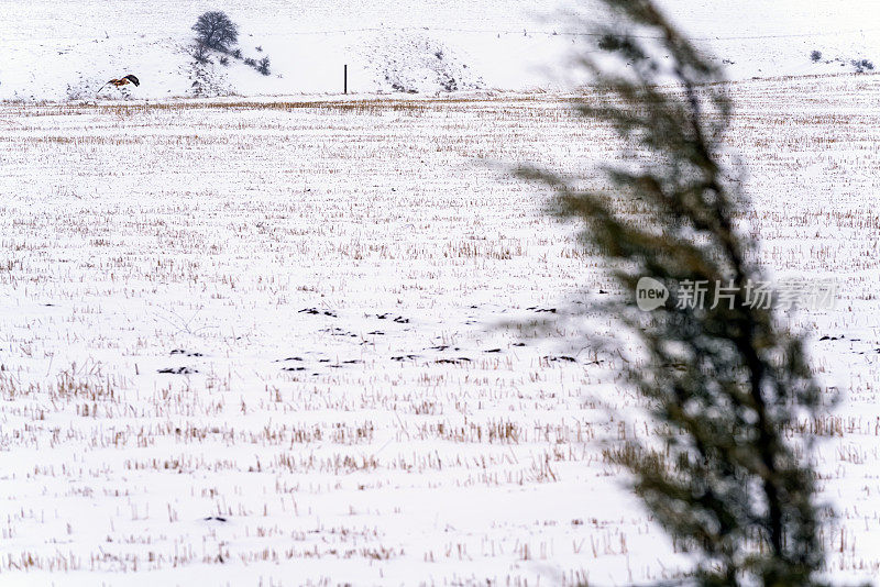 鹰飞和雪在草地，冬季景观