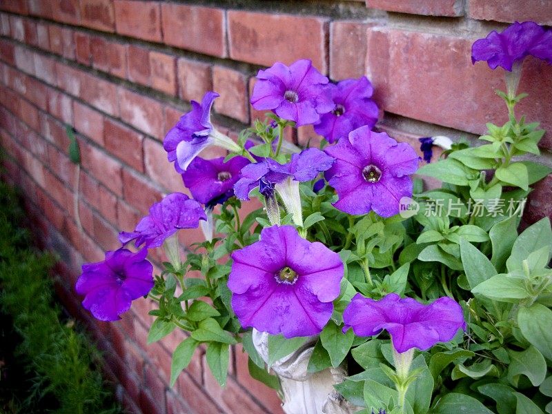 新鲜的紫矮牵牛花在花园里